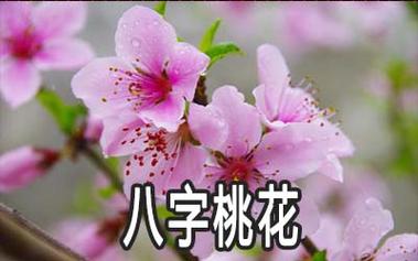 八字命理代表桃花的有哪些