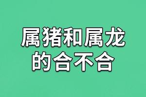 属猪和属龙的合不合-属猪和属龙相配吗_吉星堂