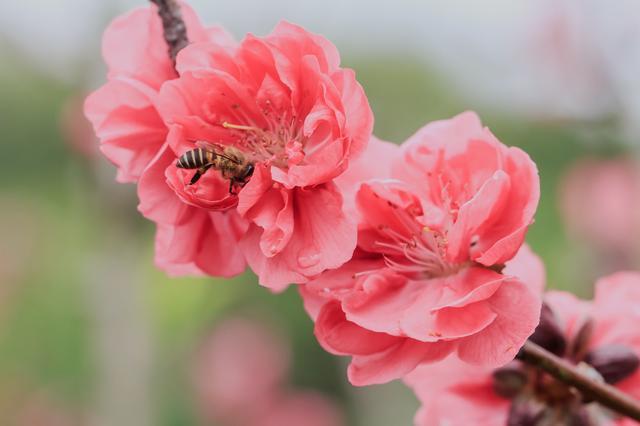 深圳莲花山桃花——花拍到了,桃花运什么时候有?