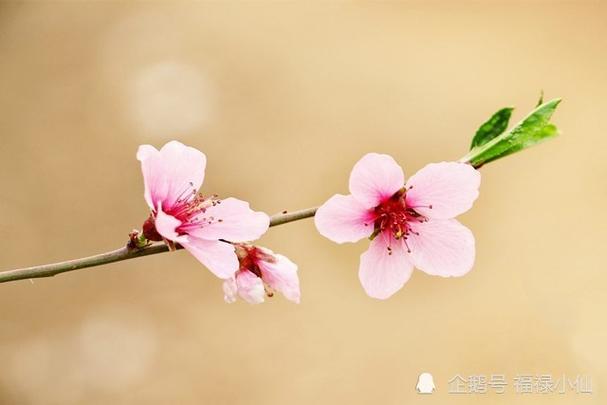 十二生肖男桃花运排行表 十二生肖男桃花运排行表图片