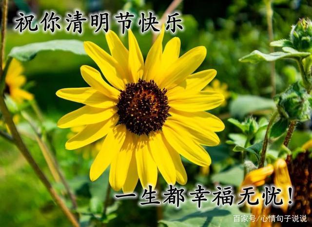 清明节快乐祝福问候图片 清明节早上好问候美图