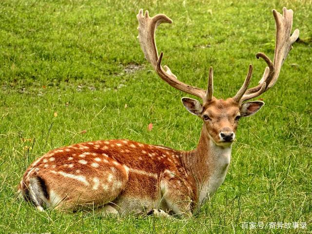 梅花鹿成精摄人魂魄 兄弟二人仗剑除妖