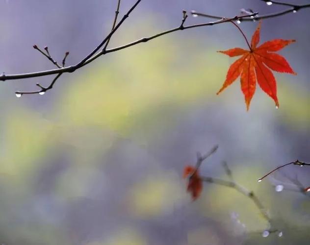 巴山夜雨朗诵|沈虹秋雨,是一夜流泪的诗来自诗词美文阅读00:0007454