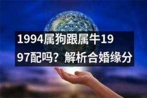 1994属狗跟属牛1997配吗?解析合婚缘分